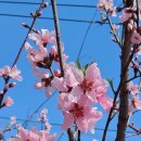 2024제19회부천시춘덕산복숭아나무(복사나무)의 열매인 복숭아꽃동산의 복숭아꽃구경보러가기. 이미지