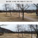 월미공원의 피톤치드 숲길 걸어보세요 - 인천시 월미공원사업소 대나무 바람숲길 및 사계절 정원 조성 -
