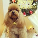 마이 펫 살롱 이미지