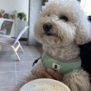 행복하게 해줄개 이미지