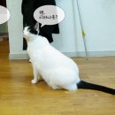 못냄이 이미지