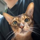 캐터리 페르마타 이미지