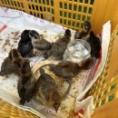 고구려목장 | 경기도 파주 고구려목장 체험 🍼