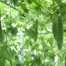 연소자연농장 이미지