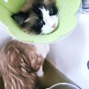 아따멍멍 미용앤호텔 | 미사 고양이 미용 호텔 묘미앤 미사고양이미용 랙돌 무마취미용 후기 털결 달라진 묘미앤 솔직리뷰