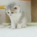 라온캣 잠실고양이분양 이미지