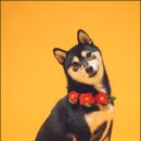 헬로우 독 이미지