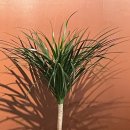 몽키토스트 | 용인 수지 신봉동 <래빗앤몽키> 브런치 카페 맛집