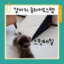 스윗테일 이미지