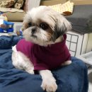 몽몽이# 이미지