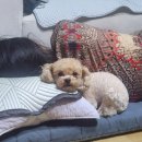 산청동물의료센터 네이버블로그