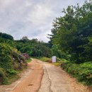 콜라니티다 이미지