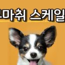 대심동물병원 네이버블로그