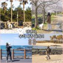 🐾 댕댕이랑 걷기 좋은 제주 산책길 BEST 5