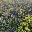 조커 게임랜드 이미지