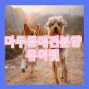 펫 애견샵 이미지