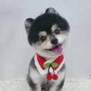 펫토피아미용실 이미지