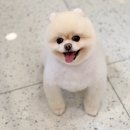 하이몽 애견미용실 이미지