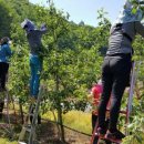 김미옥 농장 이미지