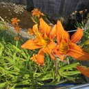 연안부부인전씨묘 이미지