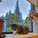 고등어아가씨 이미지