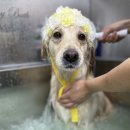 스퀘어독스 서산점 이미지