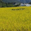 송함농장 Daum카페