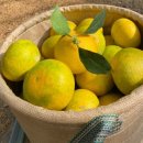 윤지농장 이미지