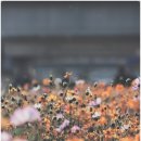 해바라기가맥 이미지