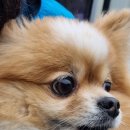 다온.댕 이미지