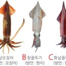 한치두치