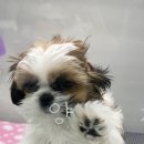 티나펫 강아지분양 고양이분양 전주본점 이미지