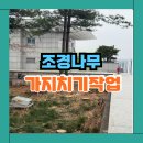 용인 화단 조경나무 가지치기 비용