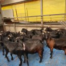 남원흑염소 이미지