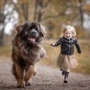 애견백과 - 레온베르거 (Leonberger) ﻿ 이미지