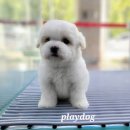 플레이독 파주본점 이미지