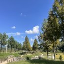 진교 메타세쿼이아길 이미지