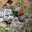 신태백관 | 제주살이 6일차 환상숲곶자왈, 호텔케니모슬포, 연돈예약 후기편