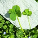 크로바경로당 이미지