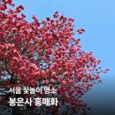 봉양도서관 | 봉은사 홍매화·매화 만개 후기 목련 피는중 | 입장료·찻집·기념품 총정리 (2026년 3월)