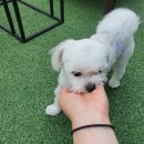 달달하개 이미지