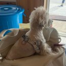 횡성식당 | [강원도 횡성 막국수] 강원도횡성 블루리본 막국수 맛집, 애견동반식당 용둔막국수 후기 🐷