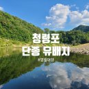 청령포로 | 단종 유배지 ‘청령포’ 여름에 다녀온 생생후기 관음송, 산책로까지 정리!