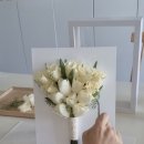 플레뉴이 이미지
