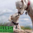 개린이보호구역 이미지