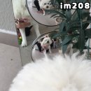 곡성-208 | 곡성카페 애견동반 im208