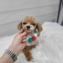 플러스애견미용실 이미지