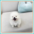 우리집 막둥이 | 천안애견무료분양 밝은 우리집 막둥이