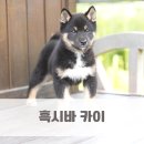 시바카이 이미지