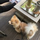 돌체도노 이미지